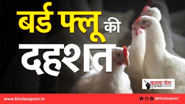 बर्ड फ्लू संक्रमण की पुष्टि, 10 किमी के दायरे में कड़े प्रतिबंध लागू, मुआवजे की दर तय