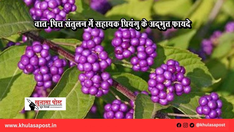 वात-पित्त संतुलन में सहायक प्रियंगु के अद्भुत फायदे