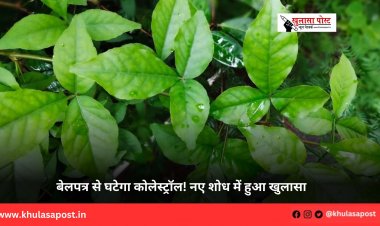 बेलपत्र से घटेगा कोलेस्ट्रॉल! नए शोध में हुआ खुलासा